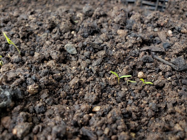 02282021_sprouts1.jpg