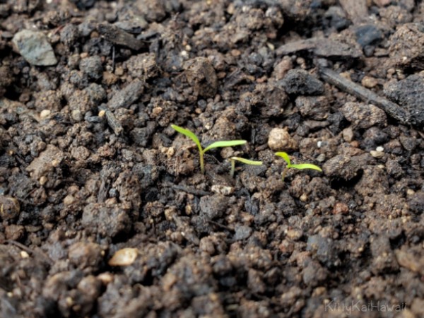 02282021_sprouts2.jpg