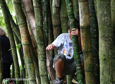 bamboo2.jpg